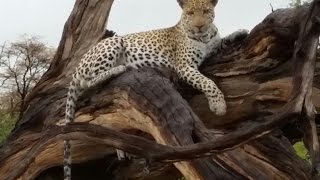 Leopard! Come on African Safari in Okavango Delta