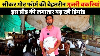 BAKRI PALAN में इस ब्रीड की बढ़ रही है डिमांड,Sikar goat farm की बेहतरीन गुजरी बकरियां || Ep:- 03