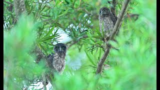 アオバズク幼鳥2羽