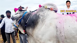 pebbair market in india-pebbair bull market-pebbair ox market today-pebbair santha today-ox videos-🐂