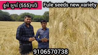 ફુલે સુર્યા (555)ઘઉં | fule surya 555 gehu | fule seeds new variety | ઘઉં ની નવી વેરાયટી 2025