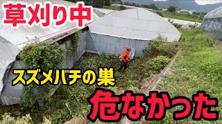 「草刈り」スズメバチの巣に遭遇・・・。危なかった。