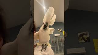 Umbrella Cockatoo Dancing