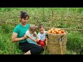 Single mom - Harvest tomato goes to the market sell, Cut down the bamboo, Cooking