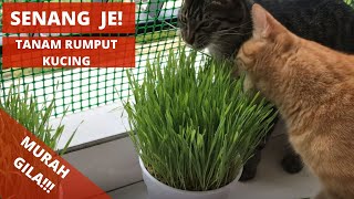 #RANDOMSTUFF CARA SENANG NAK TANAM RUMPUT KUCING! WHEET GRASS