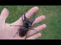 giant lucanus cervus judaicus stag beetle hirschkäfer