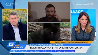 Ραγδαία αύξηση του πληθυσμού των λύκων στην ορεινή Ναυπακτία | Ώρα Ελλάδος 26/11/2021 | OPEN TV