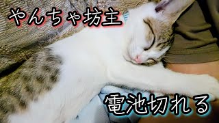 家猫2ヶ月の子猫、好き勝手暴れて電池切れ。A kitten that suddenly sleeps after a rampage.