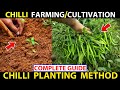 Chilli Farming | Chilli Cultivation | How To Farm Chilli | Chilli/Hot Pepper Planting Guide