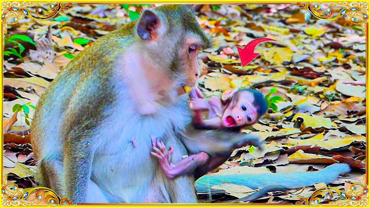 Monkey Anna Correct Behavior Her Tiny Baby Monkey Youtube