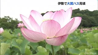 大輪のピンクの花が３００本　世界最古といわれる大賀ハス　７月中旬まで見頃　朝早く訪れるのがおススメ (21/06/26 13:00)