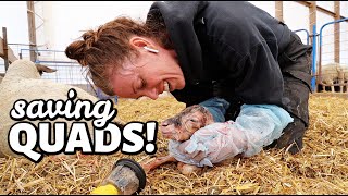 SAVING MY FIRST SET OF QUADS!! | Spring Lambing 2021 | Vlog 428