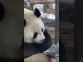 💖粉丝专属！拆家只需一秒！🐼萌兰 大熊猫 cute funny panda