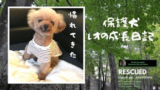 【元保護犬】家族になり４ヵ月目で色々と慣れてきました