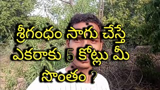 శ్రీగంధం సాగు చేసి ఎకరాకు 5 కోట్లు సంపాదించండి ? ఇది నిజమేనా ? Indian Sandal Wood Crop Cultivation