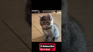 सुंदर बिल्ली cute cat #viral #trend 😀 #short #cat #kitten #trending #animals