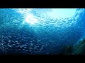 FALL INTO SLEEP INSTANTLY ~ Relaxing Music to Reduce Anxiety and Help You Sleep ~ Meditation :)