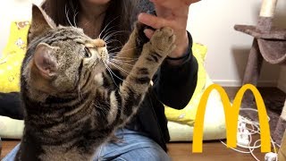 妹のマクドナルド中に我慢できずしつこくおねだりしまくる子猫ｗ