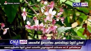 கொடைக்கானல் மலைப்பகுதிகளில்  ஜெர்ரி பூக்கள்  சீசன் / CNA TAMIL