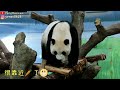 圓仔嗯嗯轉頭眨眼萌翻了 終於找到紅蘿蔔 開心吐波浪舌 giant panda yuan zai ate carrot happily 圆仔 貓熊 大熊貓