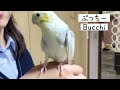 大好きなお姉ちゃんと一緒だとおしゃべりが止まらない♡オカメインコ編vol.103 cockatiels chatting happily オカメインコ cockatiel オカメインコおしゃべり