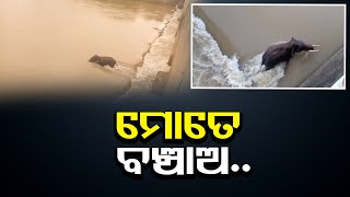 ମୋତେ ବଞ୍ଚାଅ.. | Odisha Reporter