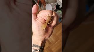 Cute Crested Gecko