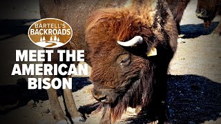 Meet the American bison in the California grasslands of Tehama County | Bartell's Backroads