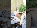 Waterfall & Pond Solutions for ALL! | #shorts