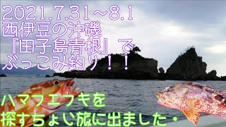 西伊豆の沖磯『田子島の青根』でぶっこみ釣りする！