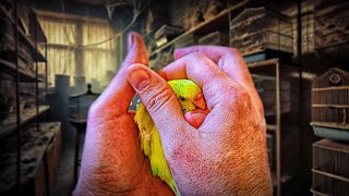 The Hidden Horrors of Buying a Pet Bird