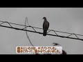 飛ぶ鳩に驚くニワトリ～キジバト夫婦が雌鶏を放し飼いにする庭へ遊びに来た～