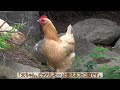 飛ぶ鳩に驚くニワトリ～キジバト夫婦が雌鶏を放し飼いにする庭へ遊びに来た～