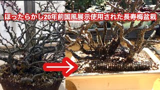 20年前に国風展示に使用された長寿梅盆栽植え替え・イチジク挿し木方法・スプーン一杯の小さな盆栽・やじま園・@tane.bonsai