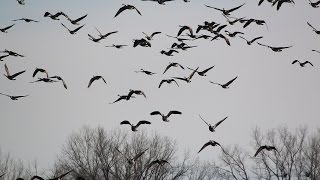 Waterfowl in the North Dakota Winter of 2015 : NDGNF