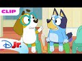 Bluey Season 1 