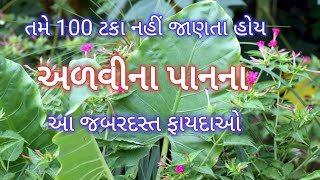 અળવીના પાનના ફાયદા- Benefits of Colocasia-પતરવેલના ફાયદા- Alvi na Fayda