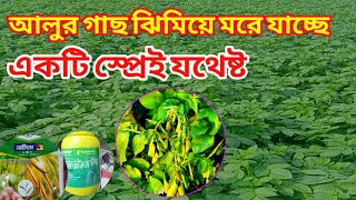 আলুর ঢলে পড়া রোগ  দমন করুন একটি মাত্র স্প্রে দিয়ে