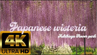 あしかがフラワーパーク Japanese wisterias of Ashikaga Flower Park [4K] 2022 大藤