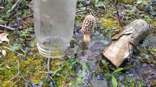 2017 Morel Mushroom Science Experiment