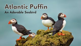 🐧 Atlantic Puffin: Facts About This Adorable Seabird 🐧