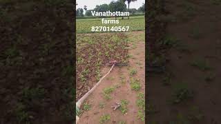 1 ஏக்கர் களை எடுக்க 3  மனி நேரம் போதும். | vanathottam farms | Tiruvannamalai