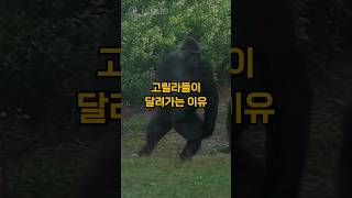 고릴라들이 달려가는 이유 #shorts