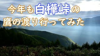 120.今年も白樺峠に鷹の渡りを撮りに行ってみた