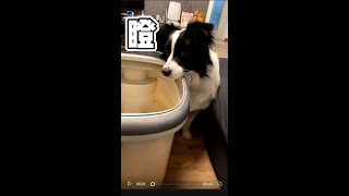 边牧可太会撒娇卖萌哼哼唧唧了，这难道是天生的？—border collie Mia