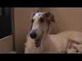 penni borzoi with puppies.mpg