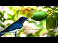 pale blue flycatcher song cyornis unicolor hd audio for therapy u0026 bird mastering