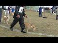 北海道犬保存会　北奥羽支部展覧会　未成犬牡組　迫鵬　成犬牝組　特良１席　キタノヒカリ