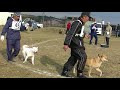 北海道犬保存会　北奥羽支部展覧会　未成犬牡組　迫鵬　成犬牝組　特良１席　キタノヒカリ