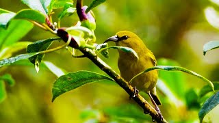 How is Avian Malaria Wiping Out Birds in Hawaii? | BBC Earth Witness | BBC Studios